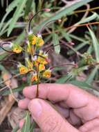 Image of Grevillea venusta R. Br.