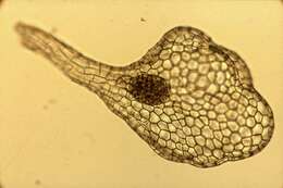 Image of Gongora irmgardiae Jenny