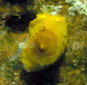 Image of yellow tylodina