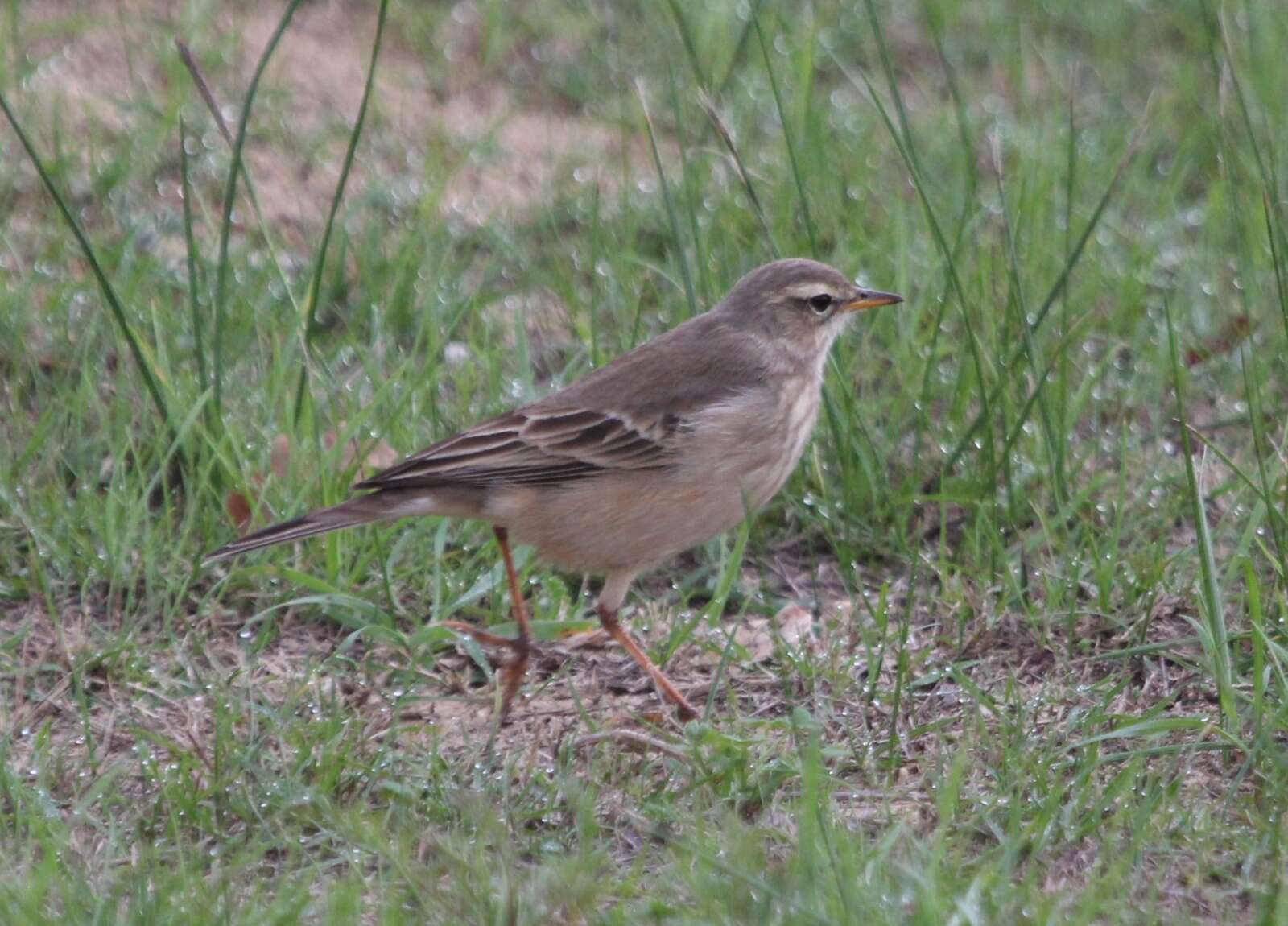 Image of Plain-backed Pipit