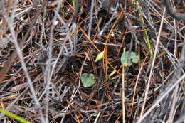 Image of Corybas rotundifolius (Hook. fil.) Rchb. fil.