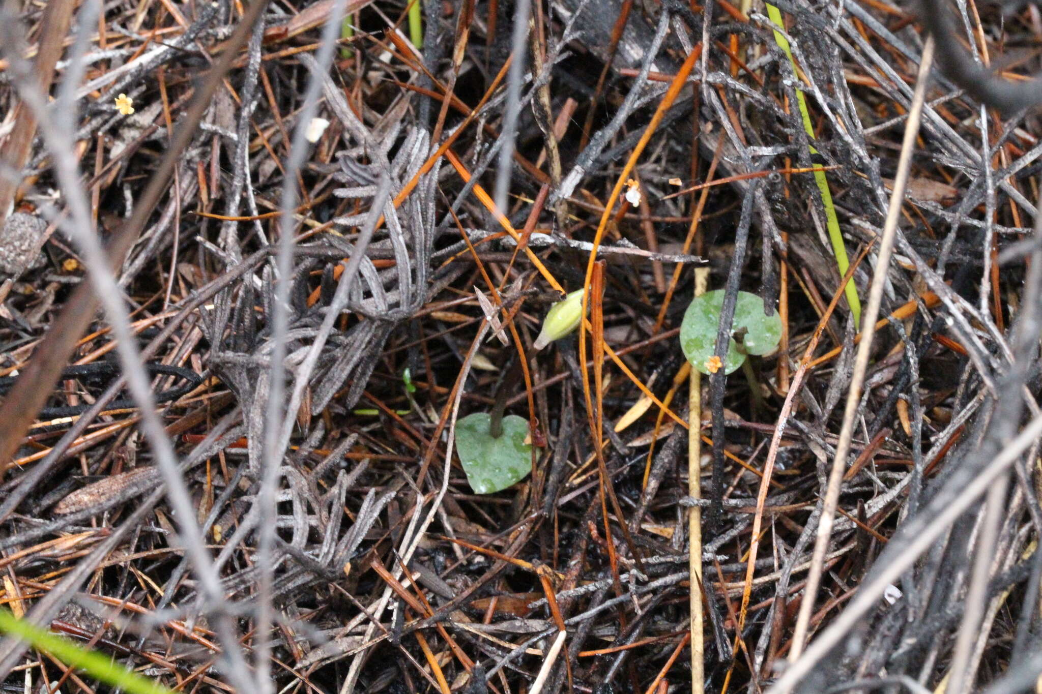 Image of Corybas rotundifolius (Hook. fil.) Rchb. fil.