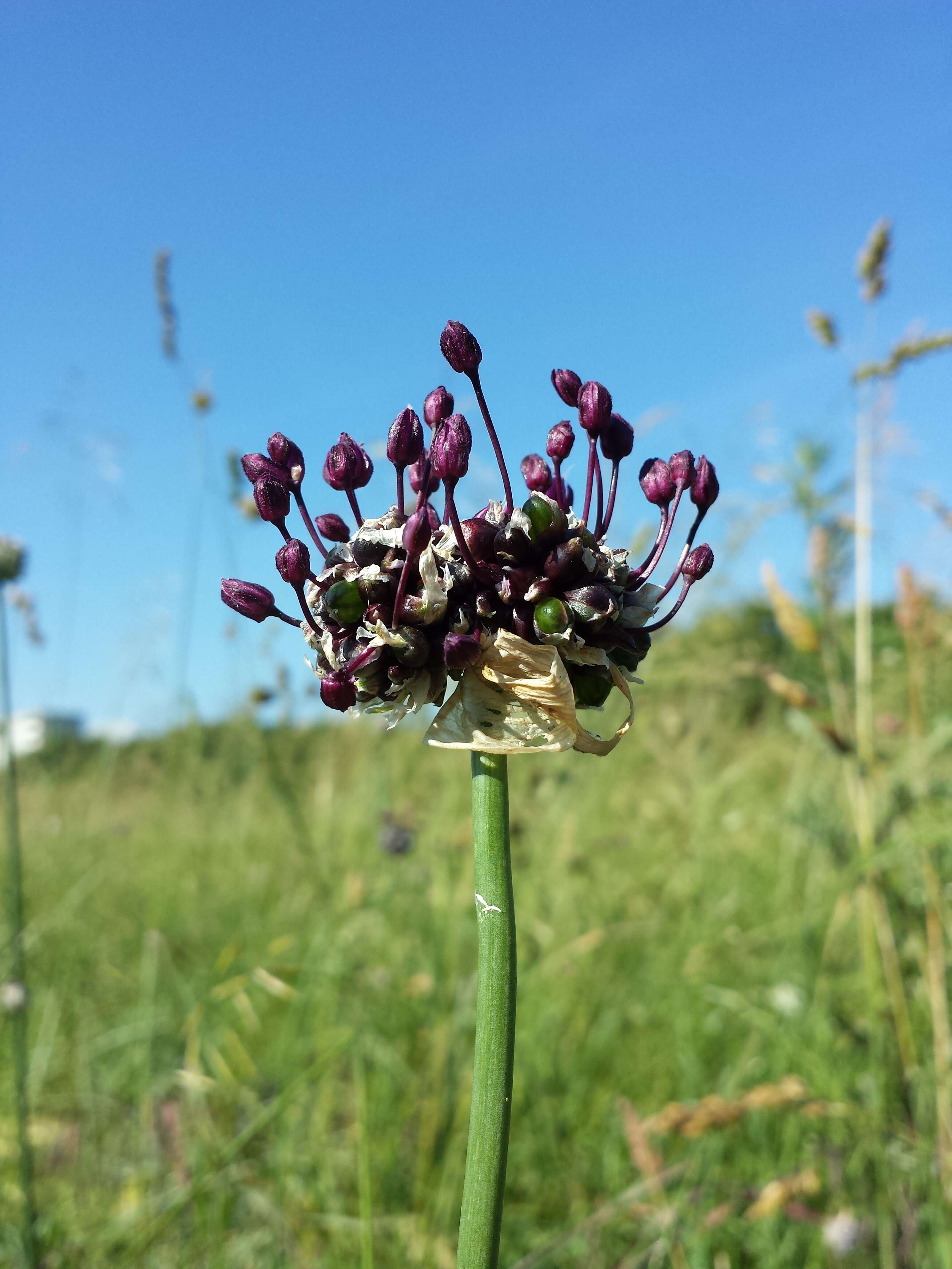 Allium scorodoprasum L.的圖片