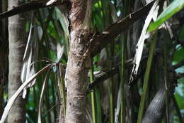 Image of Pin-striped Tit-Babbler