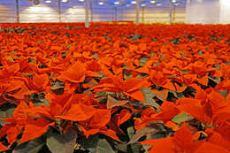 Image of poinsettia