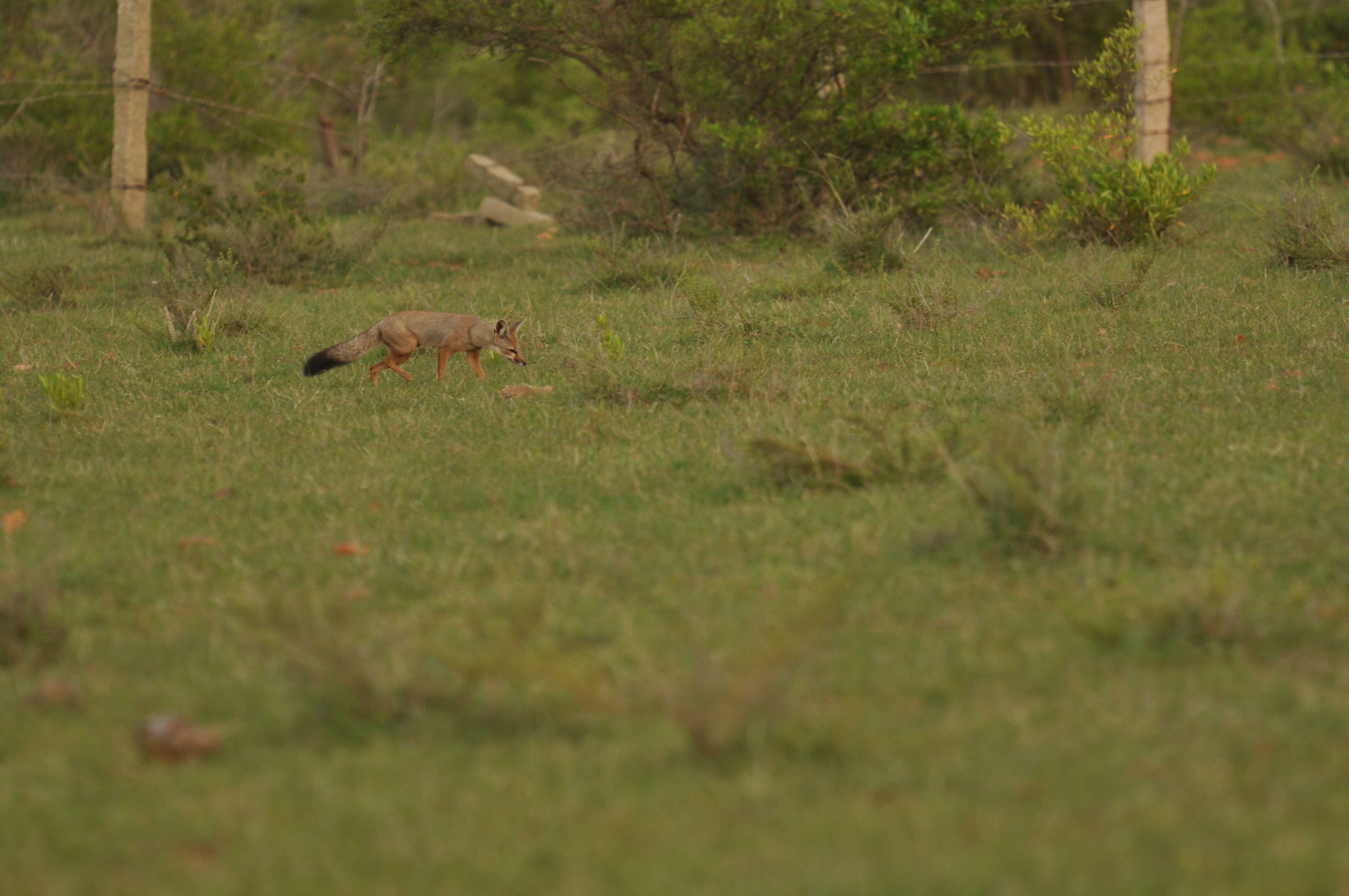 Imagem de Vulpes bengalensis (Shaw 1800)