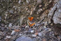 Image of Dryas iulia moderata Stichel 1907