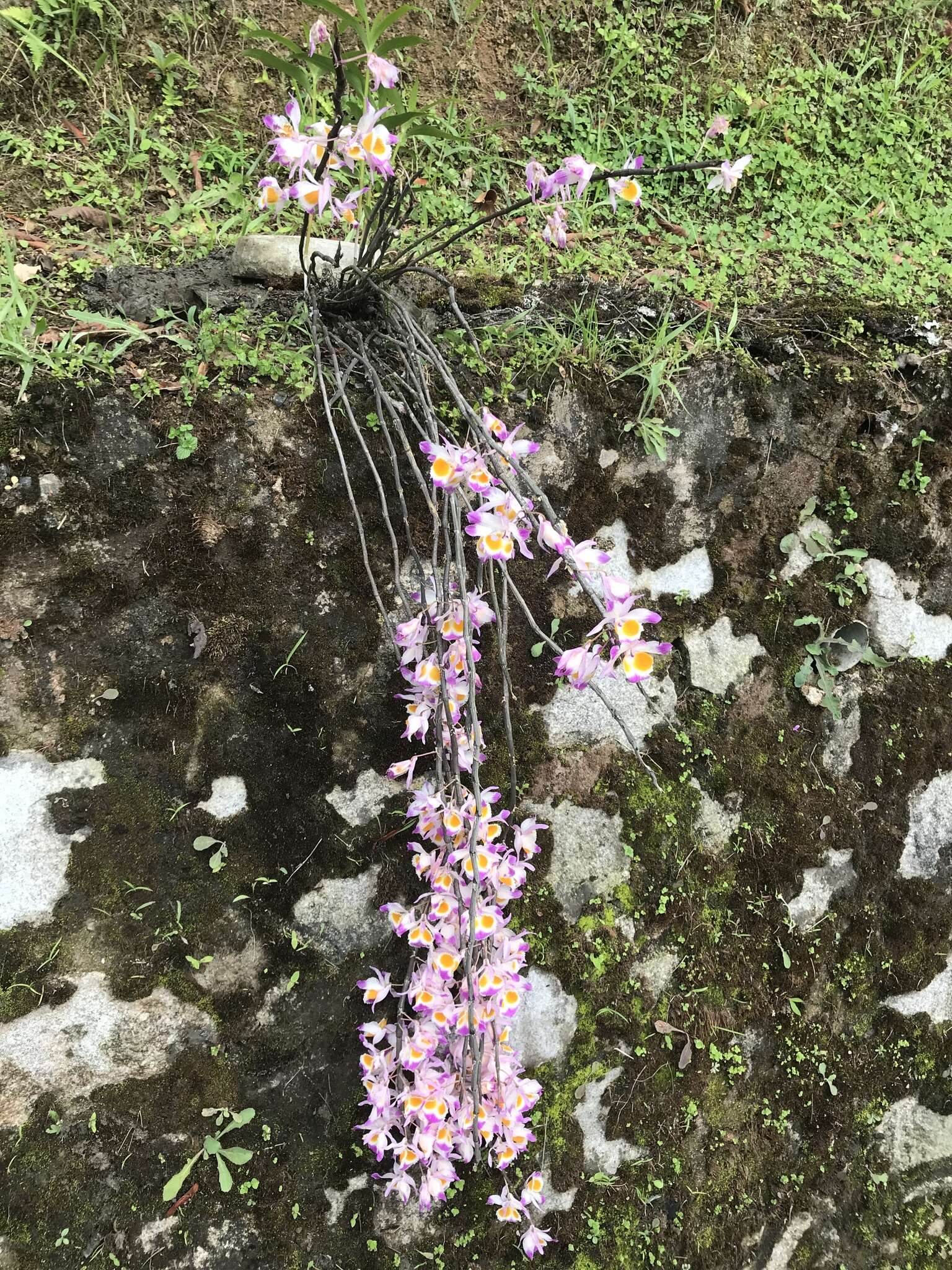 Plancia ëd Dendrobium devonianum Paxton