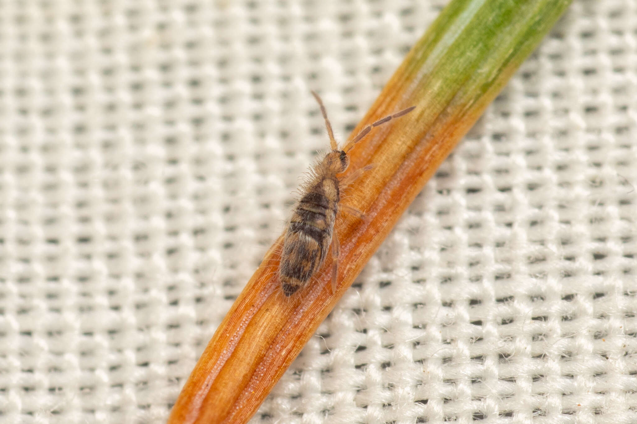 Image of Entomobrya comparata Folsom & JW 1919