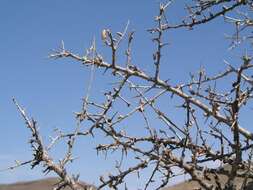 Plancia ëd Commiphora glandulosa Schinz