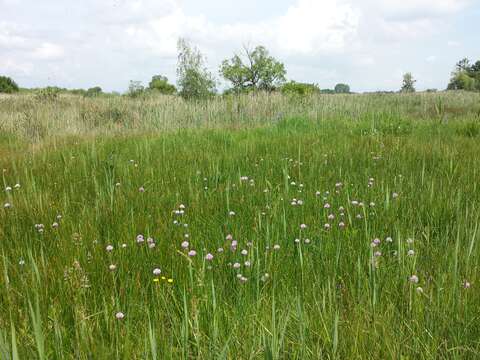 Image of wild chives