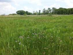 Image of wild chives