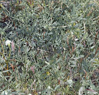 Image of northern freckled milkvetch