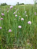 Image of wild chives