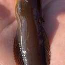 Image of Bering snailfish