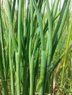 Image of wild chives