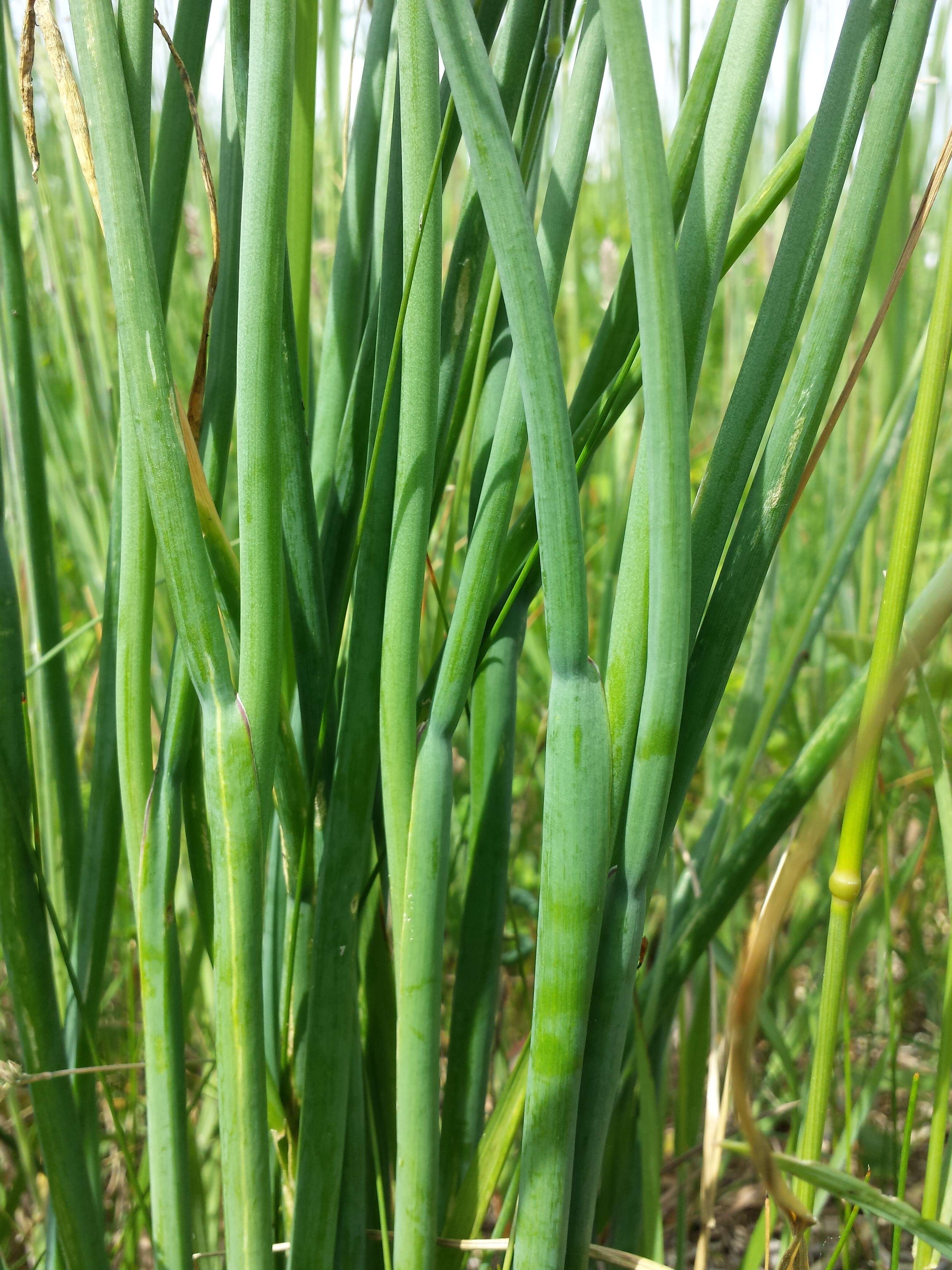 Image of wild chives