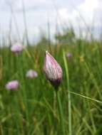 Image of wild chives