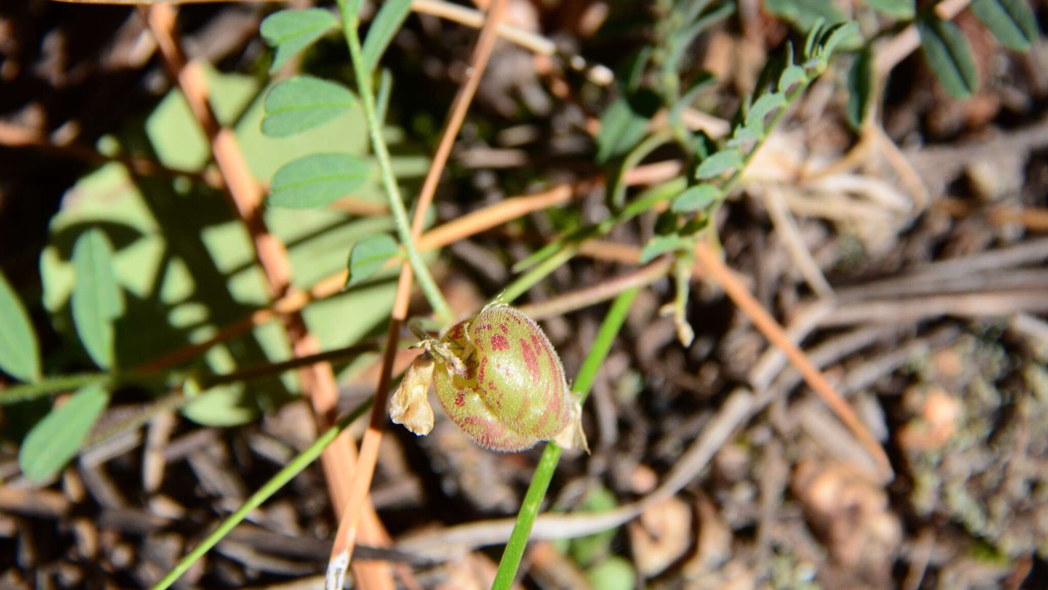 Sivun Astragalus subcinereus A. Gray kuva