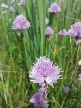 Image of wild chives