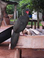 Image of Spix's Guan