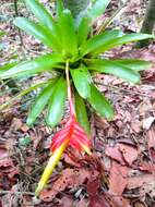 Image of Vriesea carinata Wawra