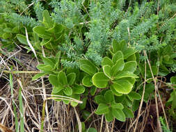 Image of Melicytus novae-zelandiae subsp. novae-zelandiae