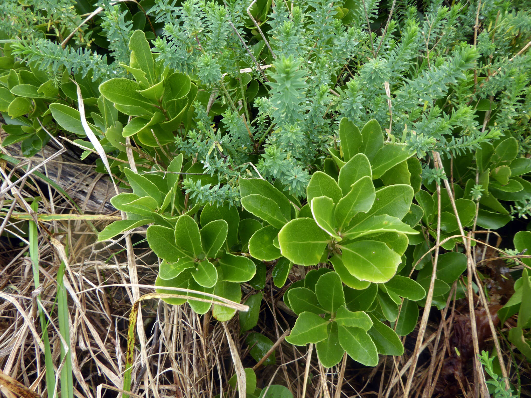 Image of Melicytus novae-zelandiae subsp. novae-zelandiae