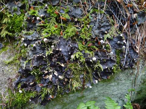 Image of membraneous felt lichen