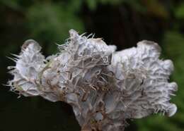 Image of membraneous felt lichen