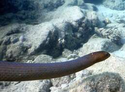 Image of Olive Sea Snakes