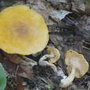 Image of Cantharellus altipes Buyck & V. Hofst. 2011