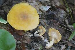 Image of Cantharellus altipes Buyck & V. Hofst. 2011