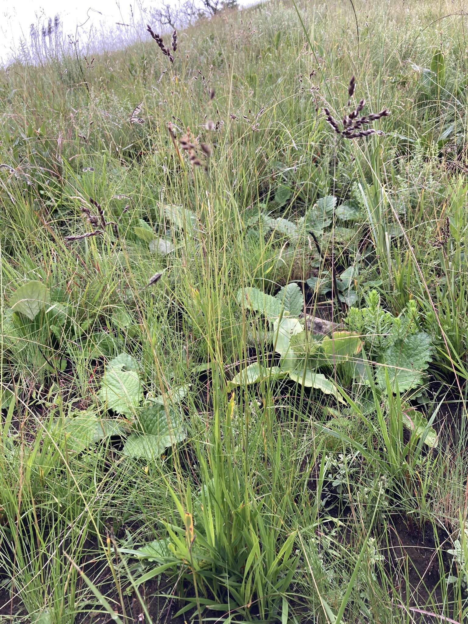 Image of Alloteropsis semialata (R. Br.) Hitchc.