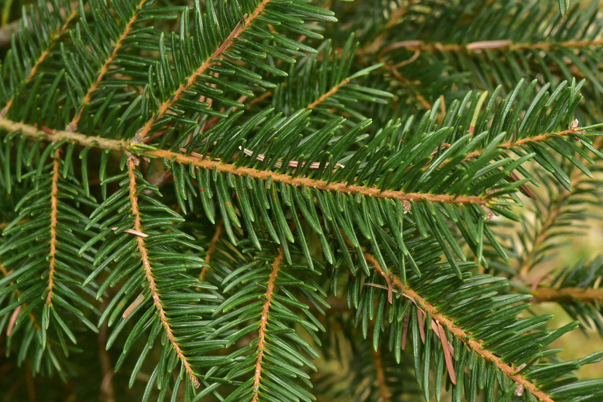 Image of Abies durangensis var. coahuilensis (I. M. Johnst.) Martínez