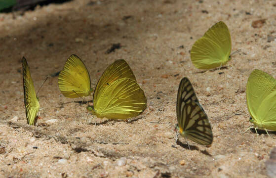 Image of Eurema andersoni (Moore 1886)