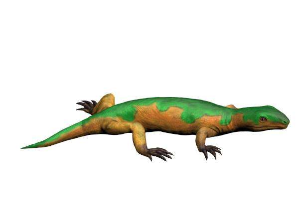 Image of Microsauria ("small lizards")