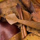Image of Deroplatys truncata Guerin-Meneville 1843