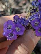 Image de Phacelia infundibuliformis Torr.