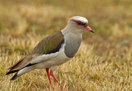 Image of Andean Lapwing