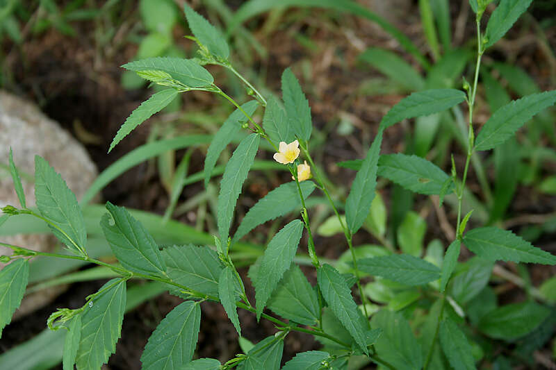 Image of common wireweed