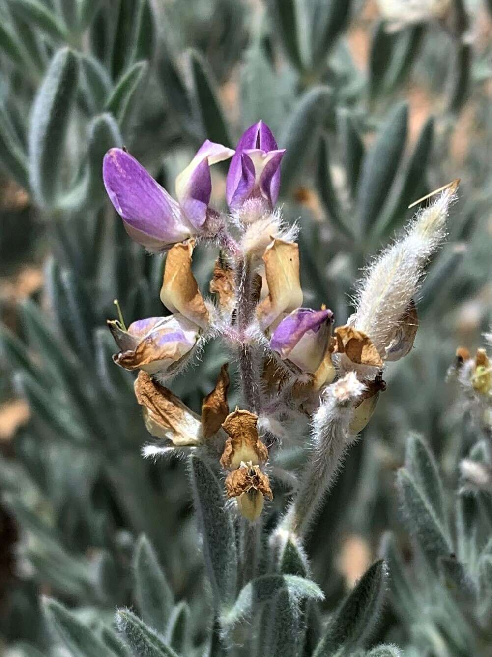 Image of Dedecker lupine