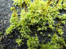 Image of tortula moss