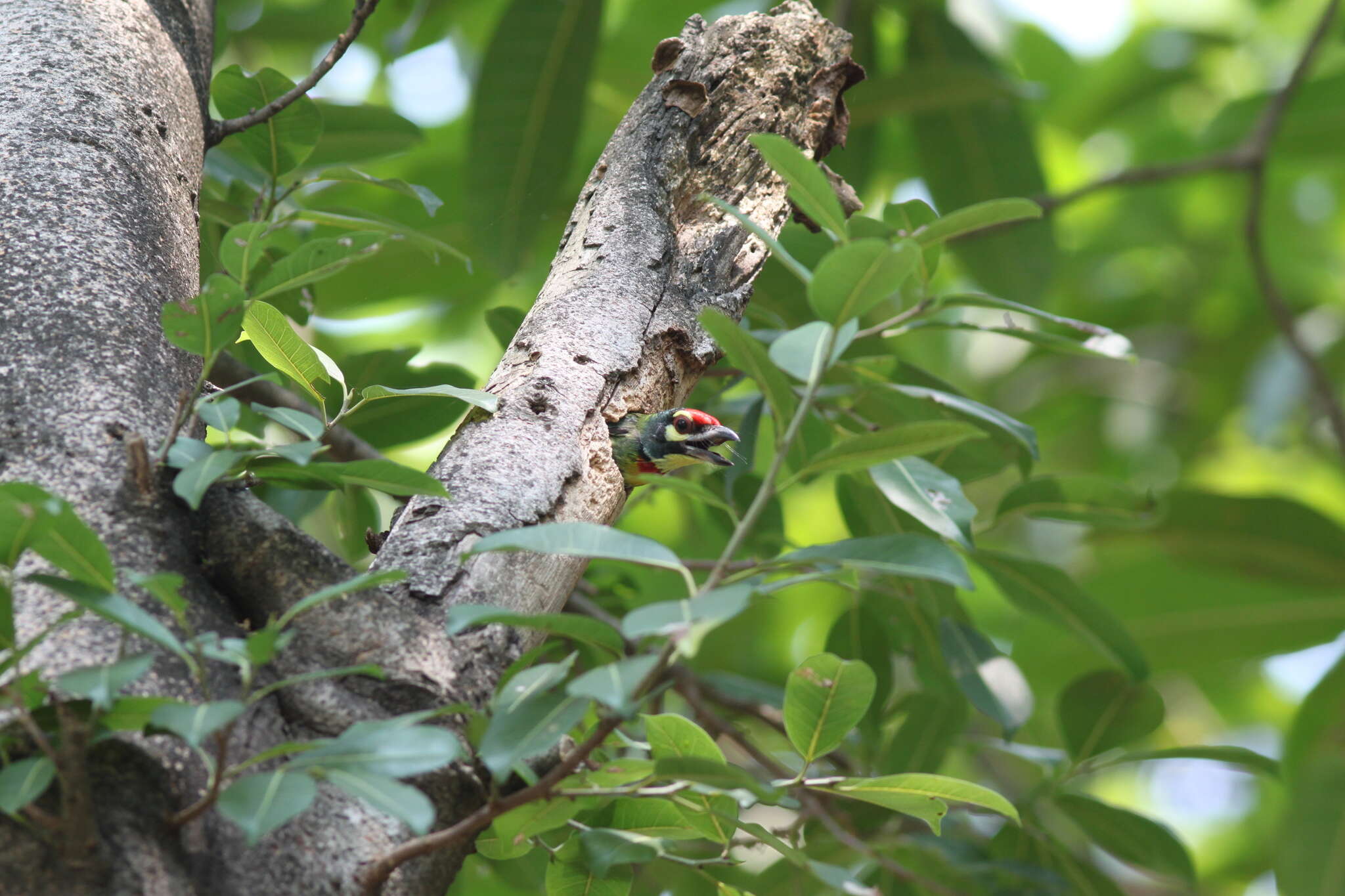 Psilopogon haemacephalus indicus (Latham 1790) resmi