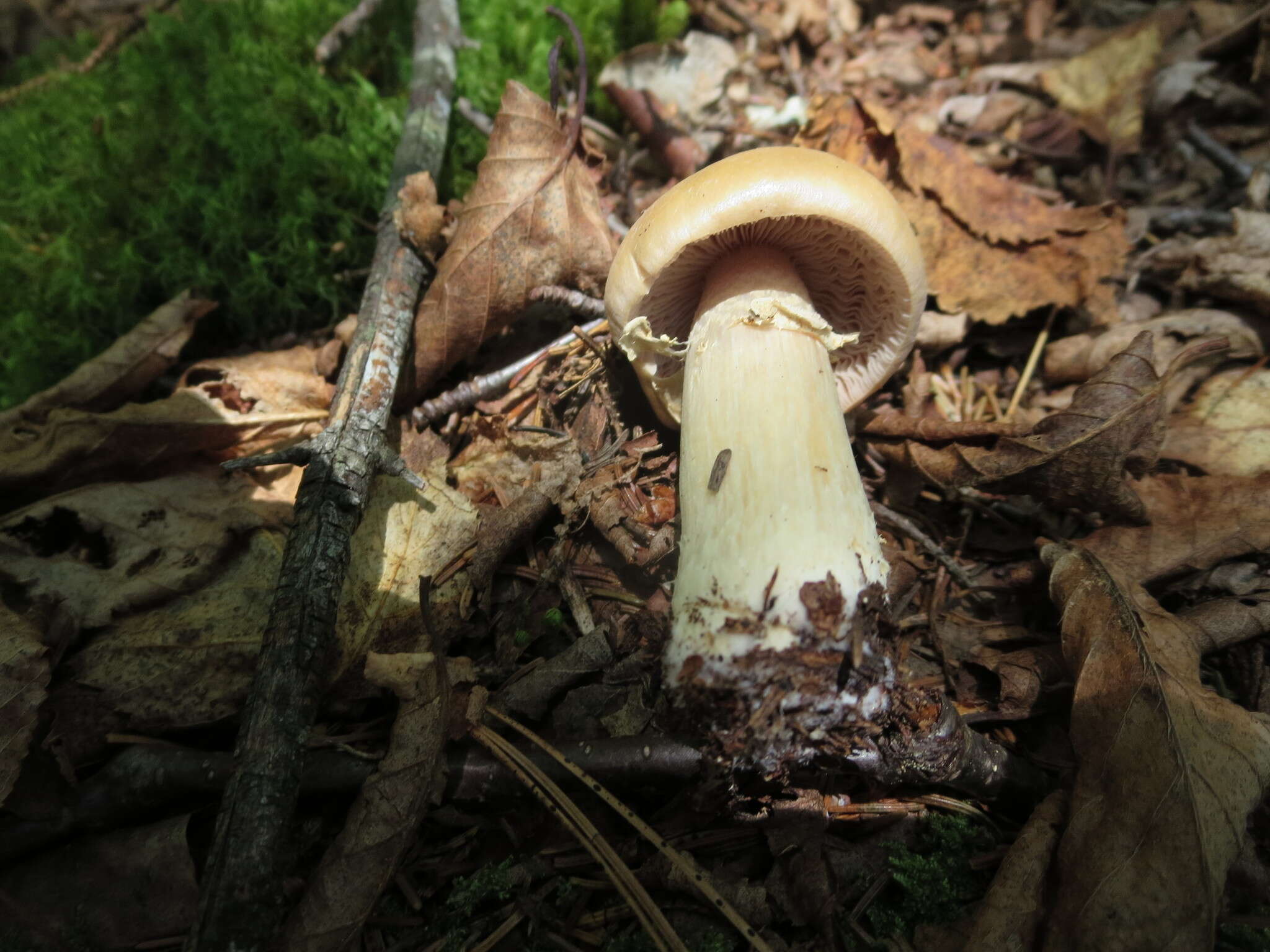 Image of Cortinarius caperatus (Pers.) Fr. 1838