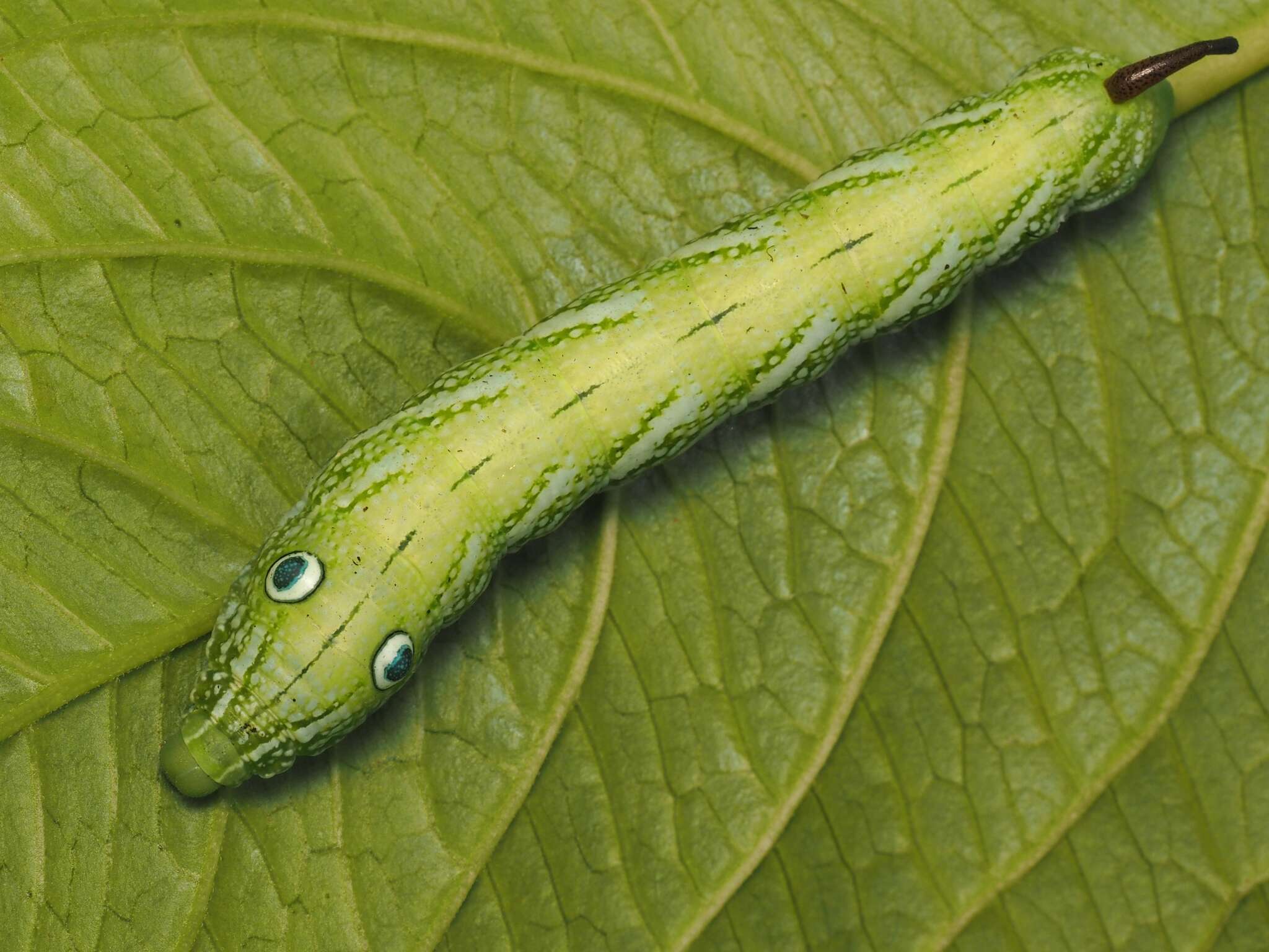 Image of Rhagastis albomarginatus dichroae Mell 1922