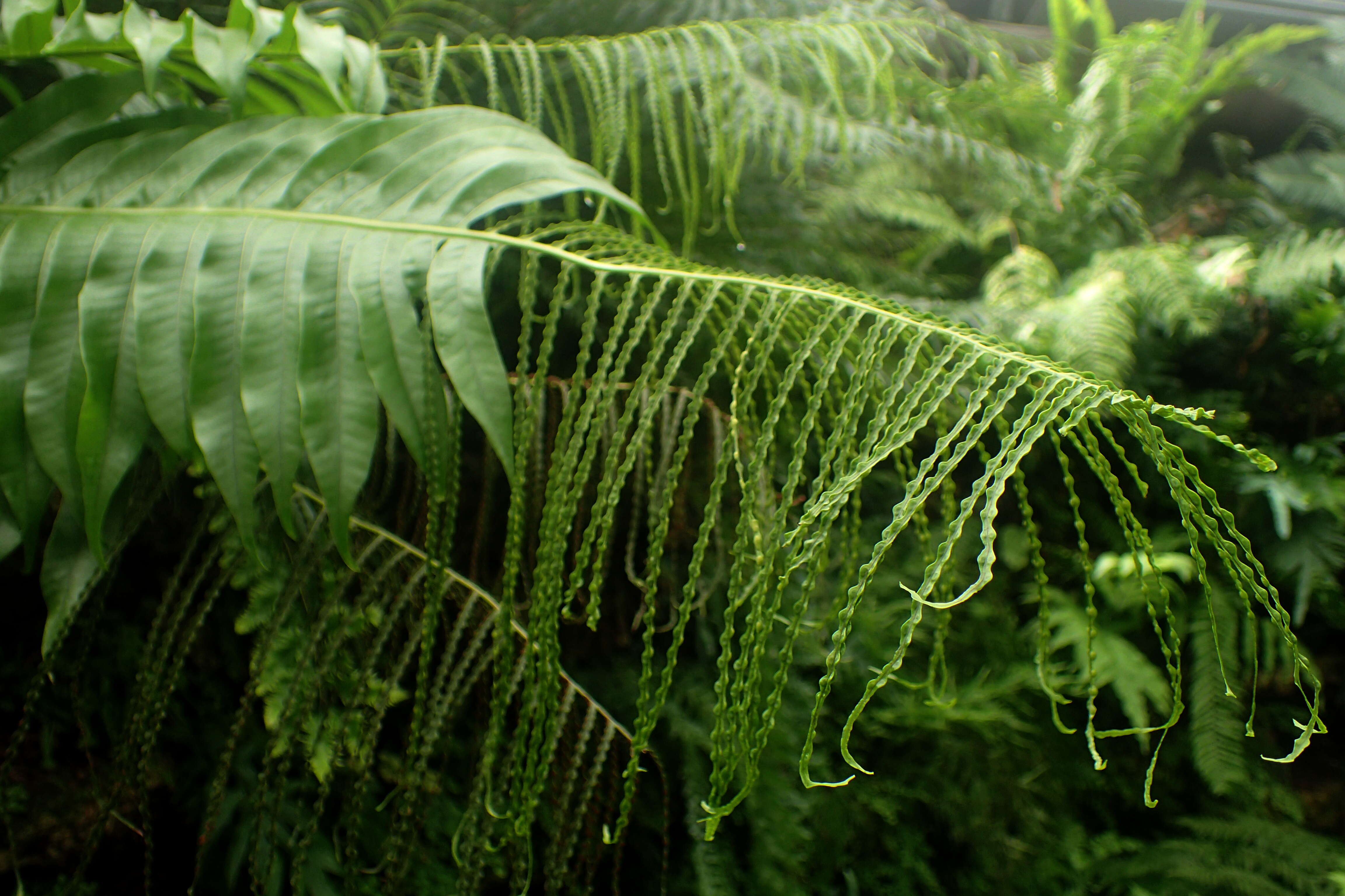 Image de Aglaomorpha meyeniana Schott