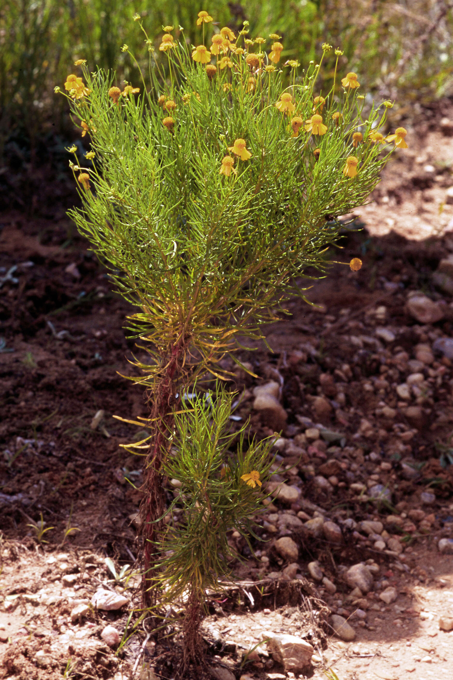 Image of Yellowdicks