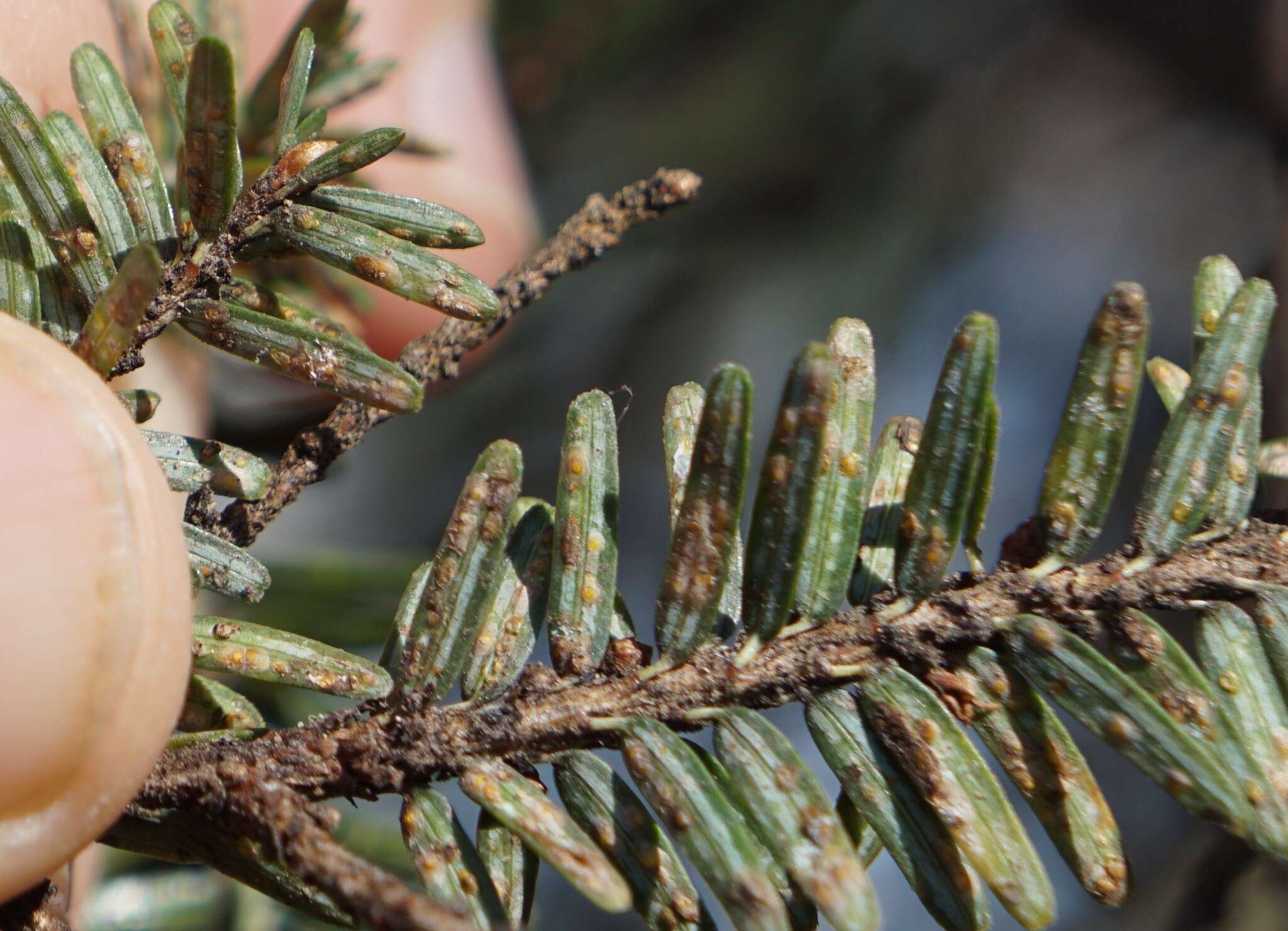 Image of Elongate hemlock scale