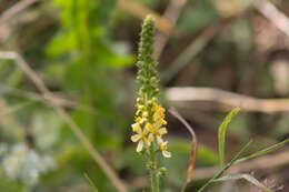 Image of Agrimony